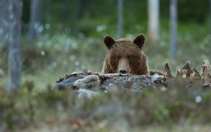 Picture of BEWARE - BROWN BEAR