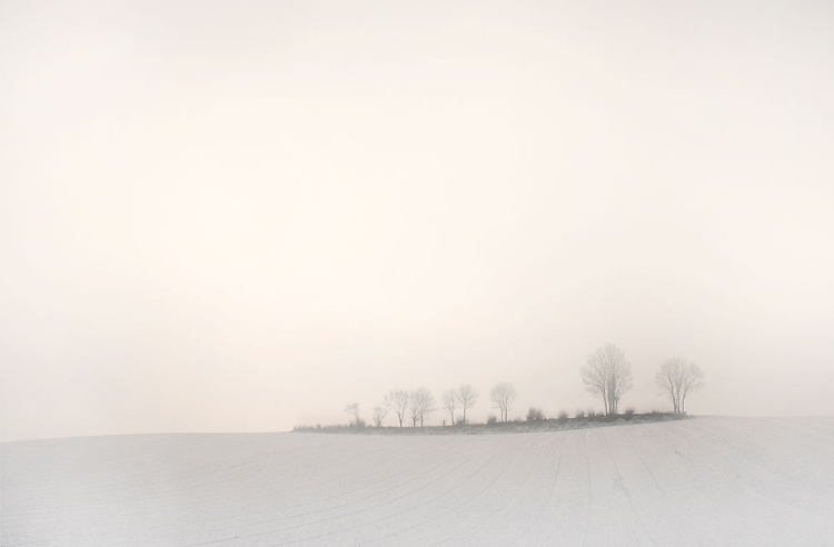 Picture of THE SOFTNESS OF A WINTER MORNING