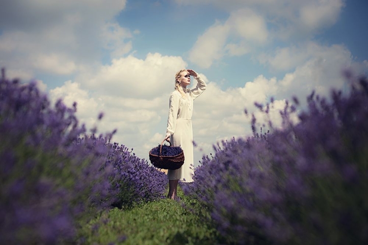 Picture of LAVENDER FIELD