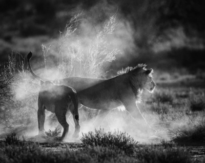 Picture of DUST CATS