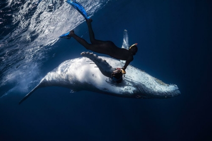 Picture of DANCING WITH WHALE