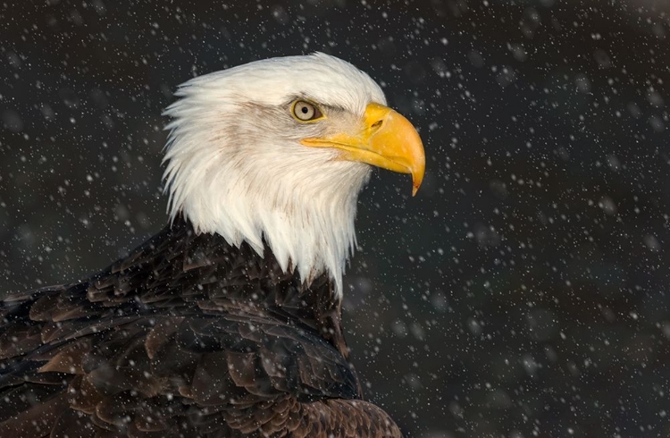 Picture of AMERICAN BALD EAGLE