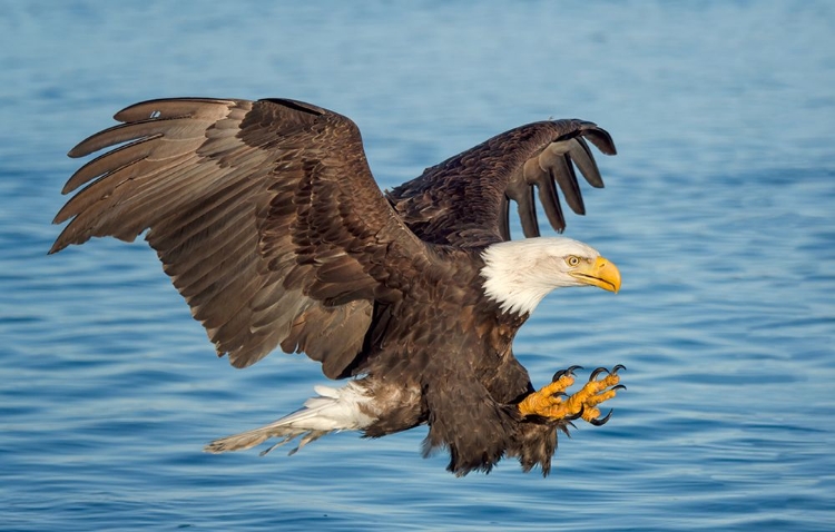 Picture of FISHING EAGLE