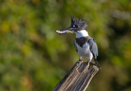 Picture of BELTED KINGFISHER WITH FISH