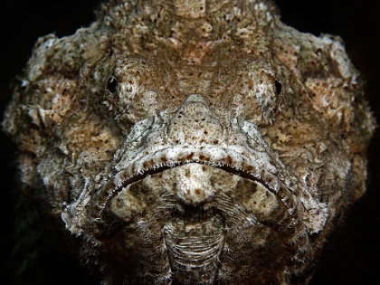 Picture of SCORPIONFISH PORTRAIT