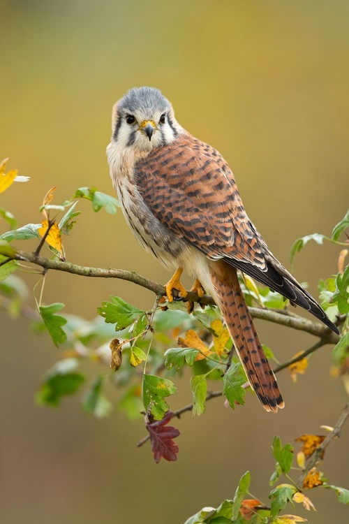 Picture of AMERICAN KESTREL