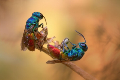 Picture of JEWEL WASPS