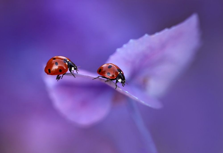 Picture of LADYBIRDS ON HYDRANGEA...