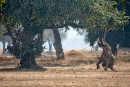 Picture of MANA POOLS SECRET