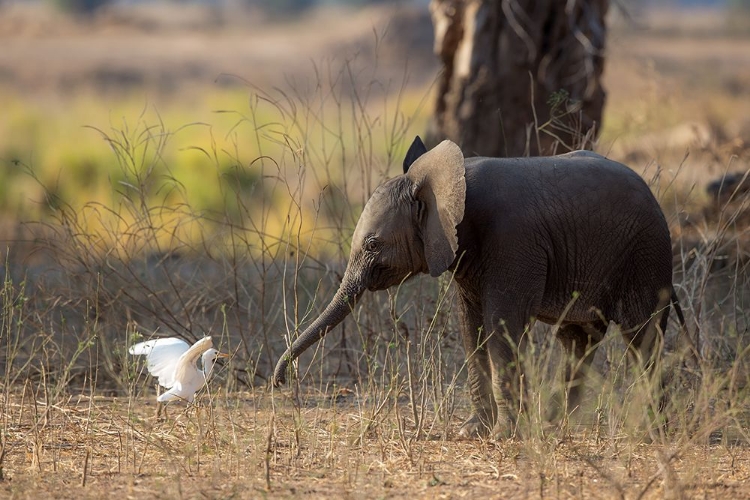 Picture of ELEPHANT CUB VS EGRET