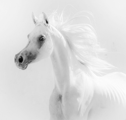 Picture of DREAM HORSE