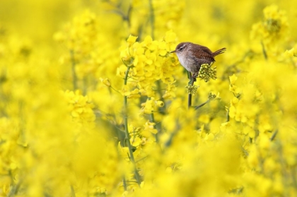 Picture of IN THE YELLOW SEA