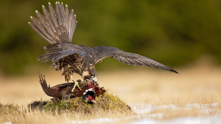 Picture of PERAGRINE FALCON