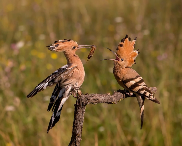 Picture of LOVELY COUPLE