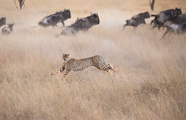 Picture of CHEETAH HUNTING