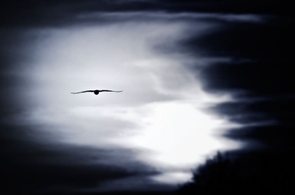 Picture of BIRD IN THE SKY