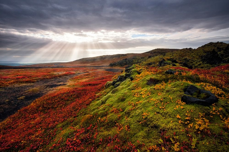 Picture of LIGHT AND COLORS OF AUTUMN