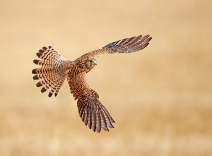 Picture of COMMON KESTREL