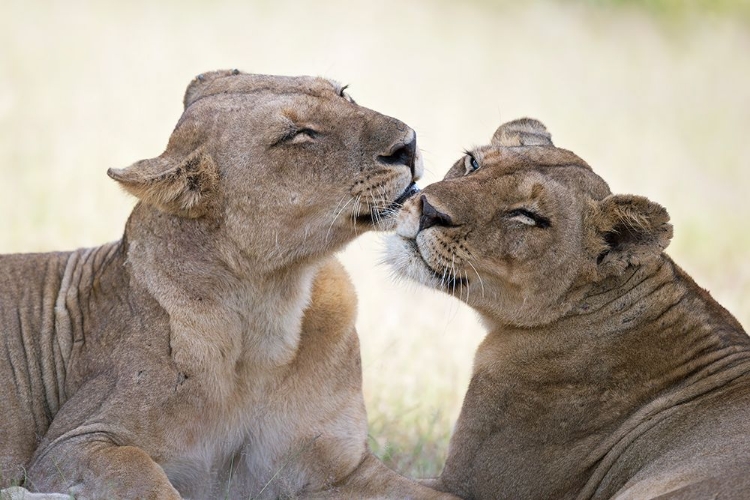 Picture of WILD TENDERNESS