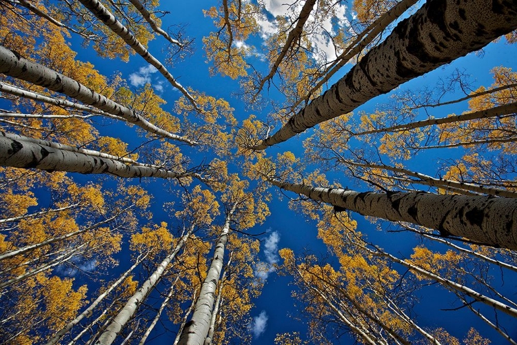 Picture of ASPENS FALL