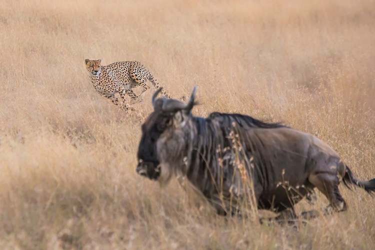 Picture of CHEETAH HUNTING - 2