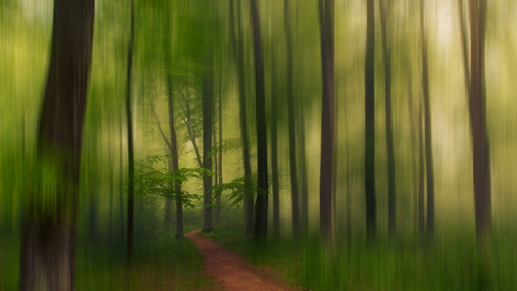 Picture of THE GREEN FOREST.