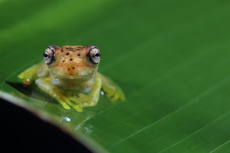 Picture of FROG EYES