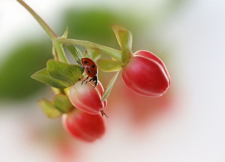 Picture of RED AND GREEN