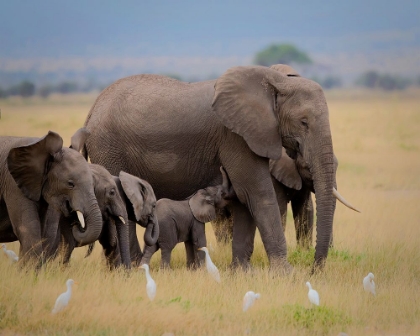 Picture of BIG FAMILY