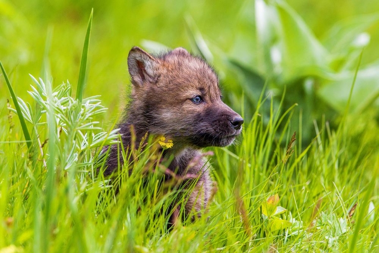 Picture of YOUNG WOLF