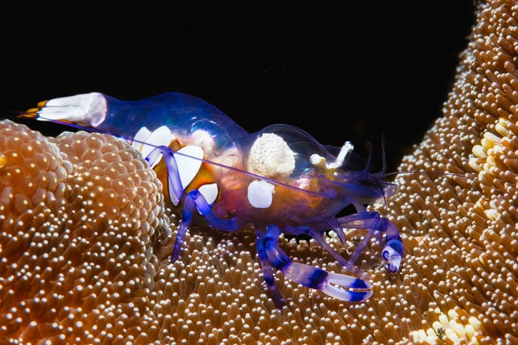 Picture of PEACOCK-TAIL ANEMONE SHRIMP