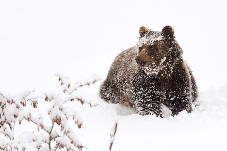 Picture of BEAR IN THE SNOW