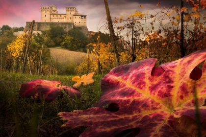 Picture of THE COLORS TRIBUTE OF THE LEAVES