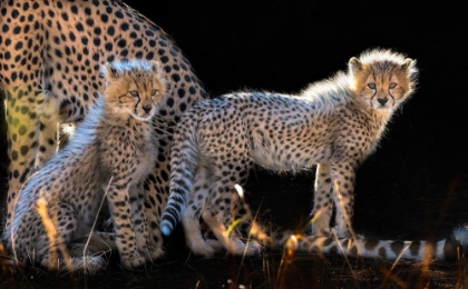 Picture of BABY CHEETAHS