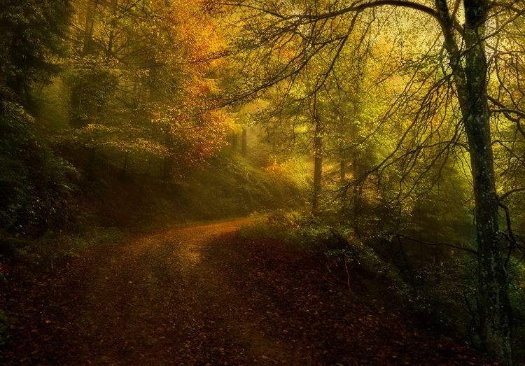 Picture of WAY IN AUTUMN