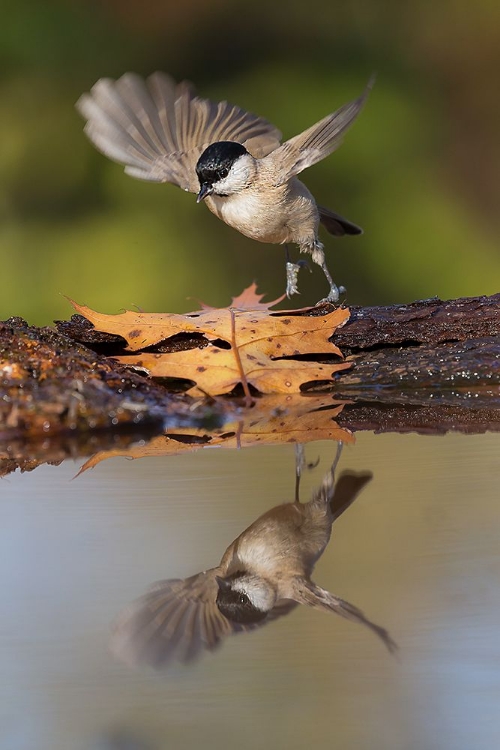 Picture of MIRROR