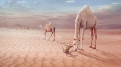 Picture of CAMELS TRIP