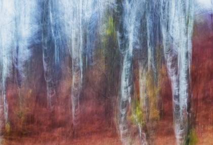 Picture of BIRCH TREES