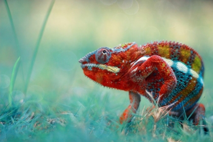 Picture of CHAMELEON PHANTER