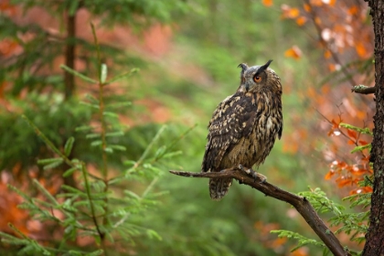 Picture of EUROASIAN EAGLE OWL