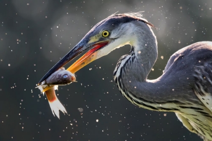 Picture of GREY HERON CATCHING FISH