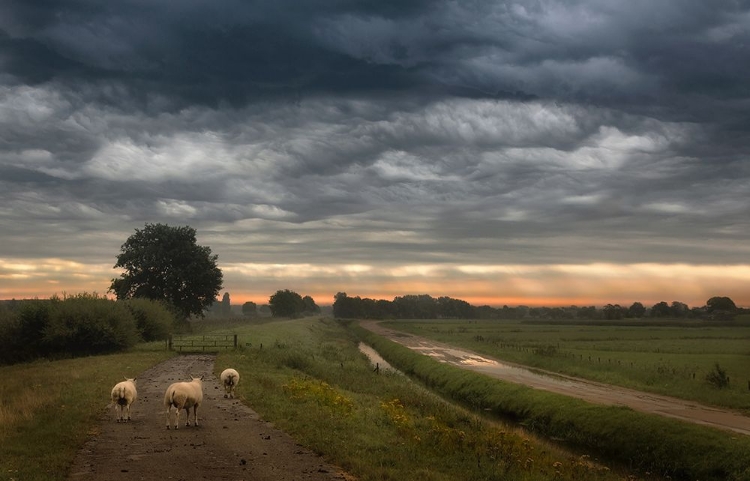 Picture of WAVING CLOUDS