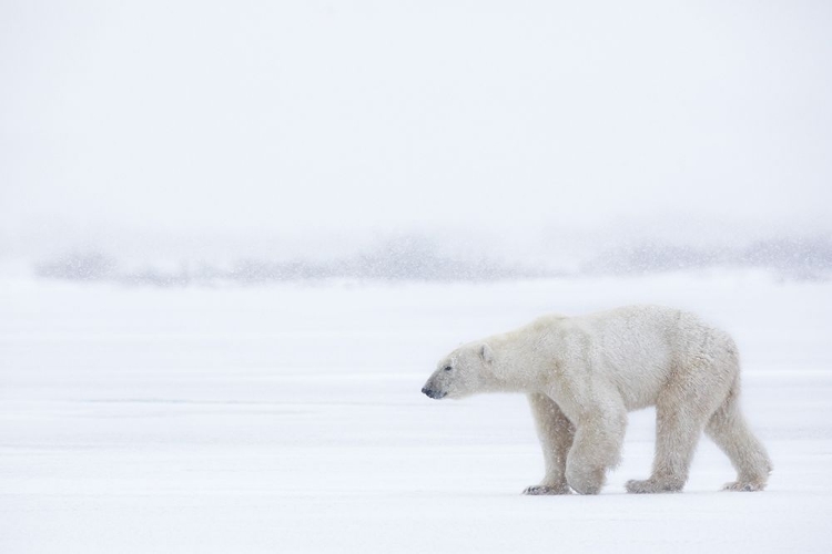 Picture of POLAR BEAR