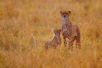 Picture of MOTHER AND SON