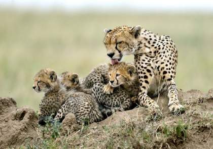 Picture of CHEETAHS