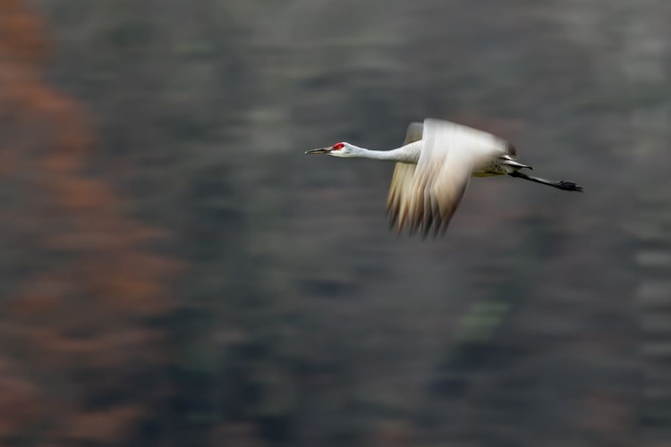 Picture of SANDHILL CRANE FLYING