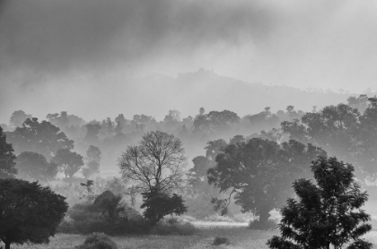 Picture of ARAKU WINTER