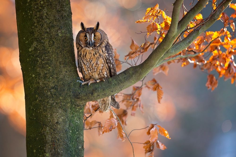 Picture of LONG-EARED OWL