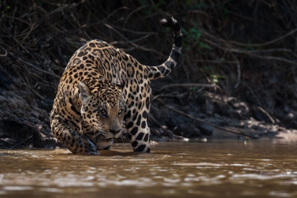 Picture of JAGUAR KING OF PANTANAL2