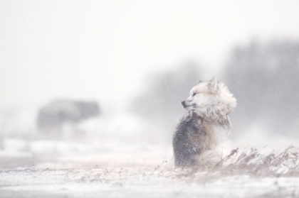 Picture of DOGS IN THE STORM